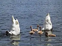 Schwanenpaar beim Gründeln im Sonnensee