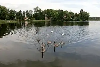 Schwanenfamilie am Wutzsee. Blick zum Klosterbereich