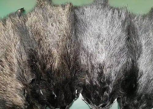 schwarz mit Gold- und Silberspitzen (2018)