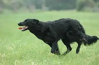 Schwarzer, Schlag der Altdeutschen Hütehunde