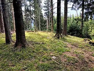 Gipfelbereich des Schwarzköpfels