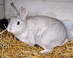 Schwarzgrannenkaninchen