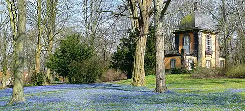 Scilla-Blüte auf dem Lindener Bergfriedhof
