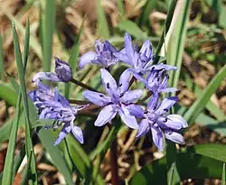 Zweiblättriger Blaustern