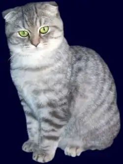 Schottische Faltohrkatze