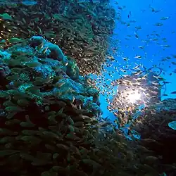 Taucher nahe der Insel