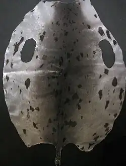 „Neufundländer“ Seehundfell (Beater)