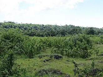 Sekundärwald und Buschland auf dem Assalaino-Plateau an der Grenze zwischen Com und Parlamento
