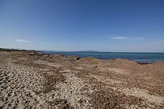 Seegrasablagerungen am Ufer von Son Serra de Marina