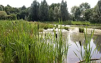 See im südlichen Stadtwald