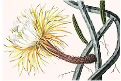 Selenicereus pteranthus