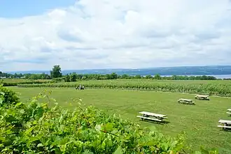 Weinberge in Seneca Lake