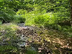 Hier am Sengbach-Oberlauf häufig zu sehen: Blauflügel-Prachtlibellen