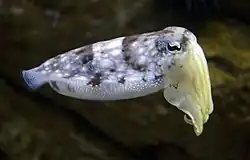 2021 Gewöhnlicher Tintenfisch