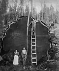 Gefällter Riesenmammutbaum (Sequoia-Nationalpark um 1910)