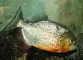 Roter Piranha