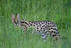 Ein Serval läuft durch grünes Gras, das etwa schulterhoch beziehungsweise hüfthoch ist und entsprechend Teile des Körpers verdeckt. Sichtbar ist neben dem Kopf und Rücken auch die Innenseite des rechten Hinterbeins mit einer schwarzen Fleckung auf weißem Fell.