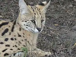 Der Kopf und Vorderkörper eines liegenden Servals mit erhobenem Kopf. Er liegt auf einem braunen Substrat aus Erde und Ästen; einzelne Grashalme ragen in das Bild hinein.