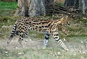 Serval
