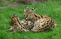 Auf einer grünen Wiese liegen zwei Servale. Das hintere Tier blickt auf das vordere, das mit etwa 2/3 Drittel der Größe des anderen deutlich kleiner ist; seine Ohren sind beide nach hinten gerichtet und zeigen die Rückseite. Das vordere Tier blickt zur Seite auf die Wiese.