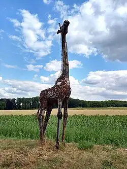 Giraffe, Witten