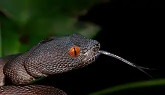 Mangrovenotter (Trimeresurus purpureomaculatus)