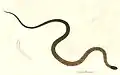 Schwarzkopf-Vielzahnnatter (Sibynophis melanocephalus)