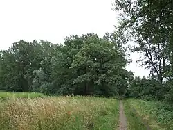 Die Sick'sche Wiese im Speyerer Auwald, eine Stromtalwiese