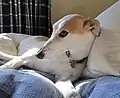 Greyhound