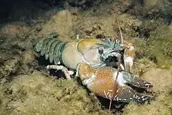 Signalkrebs Alien des Jahres 2023 in Österreich