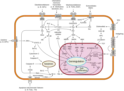 Overview of signal transduction pathways involved in apoptosis.