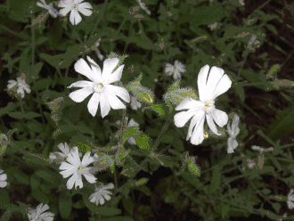 Silene noctiflora
