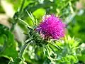Mariendistel (Silybum marianum)