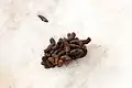 Dung vom Schneehuhn
