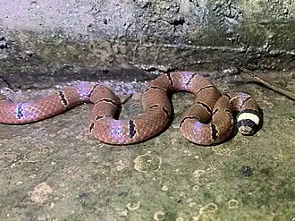 MacClellands Korallenotter (Sinomicrurus macclellandi)