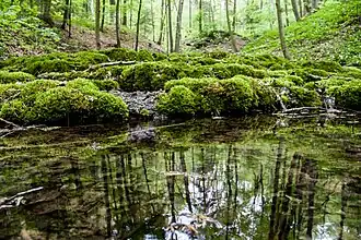 Bemoostes Sinterbecken