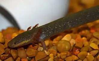 Siren intermedia nettingi, Westlicher Kleiner Armmolch