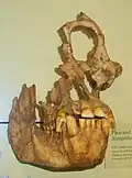 Schädelfragment vom Sivapithecus indicus