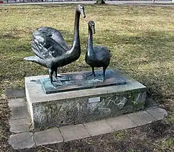 Zwei Schwäne in Berlin-Köpenick