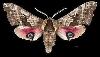 Smerinthus cerisyi ♂