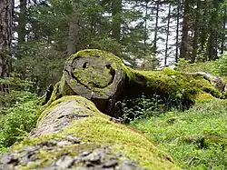 Smiley in einem Baumstumpf