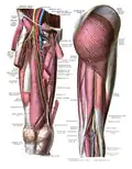 Gluteus maximus, Ansicht von dorsal.