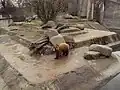 Braunbär auf Bärenanlage
