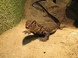 Dumérils Waran (Varanus dumerilii)