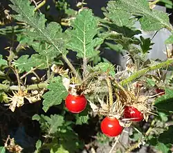 Solanum sisymbriifolium (Litschi-Tomate)