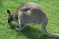 Rotnackenwallaby