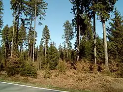 Fichtenmischwald im Hochsolling auf der Großen Blöße