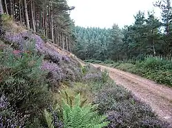 Weg bei Abbey St. Bathans