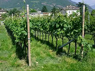 Weingarten mit Spaliererziehung in Südtirol.