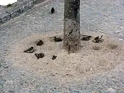 Haussperlinge beim Sandbad